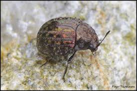 Attēlu rezultāti vaicājumam “Byrrhidae”