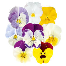 Image result for Viola x wittrockiana `Hiemalis`