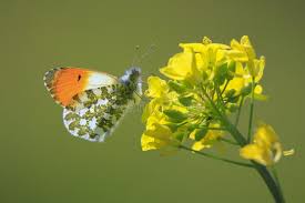 Attēlu rezultāti vaicājumam “Anthocharis cardamines male”