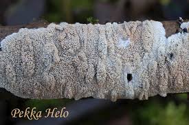 Attēlu rezultāti vaicājumam “Phlebia rufa”