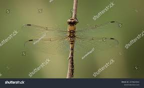 Attēlu rezultāti vaicājumam “Sympetrum flaveolum”