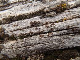 Attēlu rezultāti vaicājumam “Xylographa paralella”