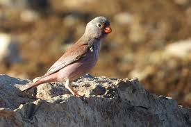 Image result for Bucanetes githagineus