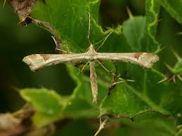 Attēlu rezultāti vaicājumam “Platyptilia gonodactyla”