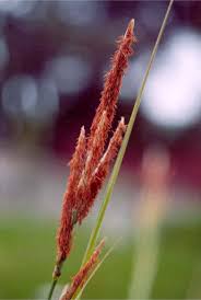 Attēlu rezultāti vaicājumam “Carex cespitosa flower”