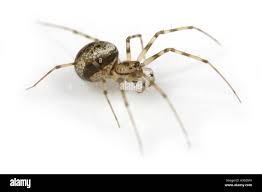 Attēlu rezultāti vaicājumam “Linyphiidae”