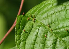 Attēlu rezultāti vaicājumam “Eriophyes padi”