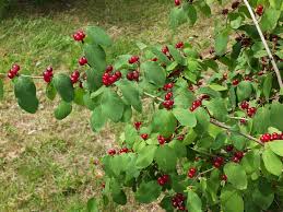 Attēlu rezultāti vaicājumam “Lonicera xylosteum”