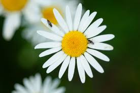 Attēlu rezultāti vaicājumam “Leucanthemum vulgare”
