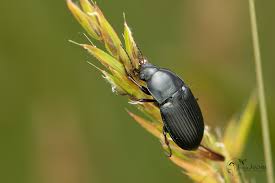 Attēlu rezultāti vaicājumam “Amara sp.”