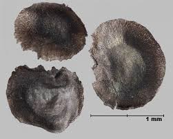 Attēlu rezultāti vaicājumam “Linaria vulgaris fruit”