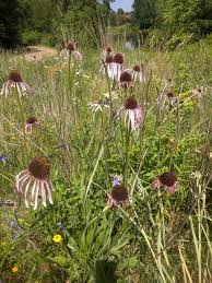 Image result for Echinacea pallida