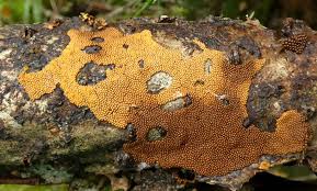 Attēlu rezultāti vaicājumam “Trichia contorta macro”