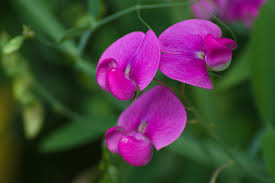 Attēlu rezultāti vaicājumam “Lathyrus laevigatus”