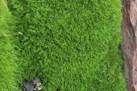 Attēlu rezultāti vaicājumam “Dicranum montanum”