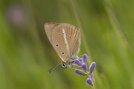 Attēlu rezultāti vaicājumam “Agrodiaetus damon underside”