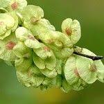 Attēlu rezultāti vaicājumam “Ulmus minor”