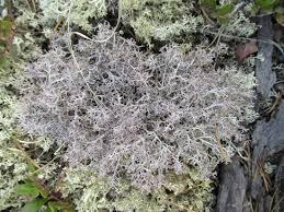 Attēlu rezultāti vaicājumam “Cladonia botrytes”
