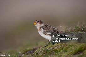 Attēlu rezultāti vaicājumam “Plectrophenax nivalis adult”