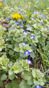 Attēlu rezultāti vaicājumam “Veronica persica leaf”