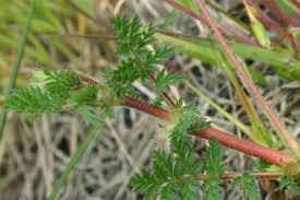 Attēlu rezultāti vaicājumam “Erodium cicutarium leaf”