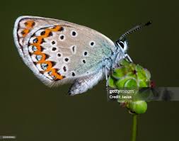 Attēlu rezultāti vaicājumam “Plebejus argyrognomon”