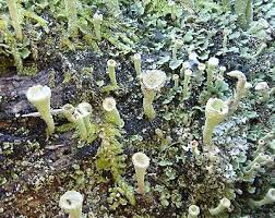Attēlu rezultāti vaicājumam “Cladonia fimbriata”