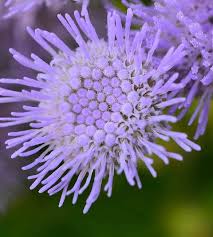 Image result for Ageratum mexicanum