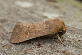 Attēlu rezultāti vaicājumam “Mythimna flammea”