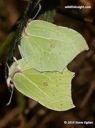 Attēlu rezultāti vaicājumam “Gonepteryx rhamni upperside”