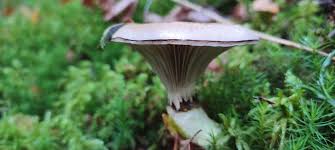 Attēlu rezultāti vaicājumam “Gomphidius glutinosus”