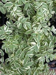 Attēlu rezultāti vaicājumam “Polemonium caeruleum leaf”