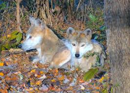 Image result for Westgate Wolves A.R.L.F.C.