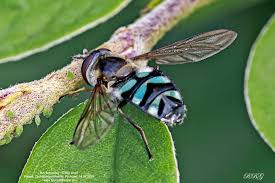 Attēlu rezultāti vaicājumam “Didea alneti”