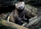 Monitoring Fisher Populations | The Center for Conservation Biology