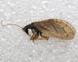 Attēlu rezultāti vaicājumam “Hemerobiidae”