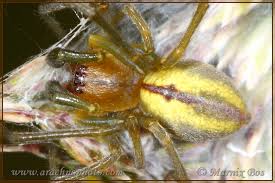 Attēlu rezultāti vaicājumam “Cheiracanthium sp. male”