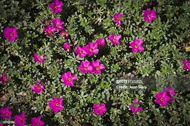 Attēlu rezultāti vaicājumam “Portulacaceae”