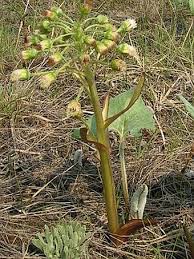 Attēlu rezultāti vaicājumam “Petasites spurius”