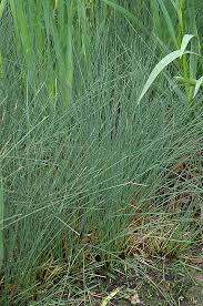 Attēlu rezultāti vaicājumam “Juncus inflexus”