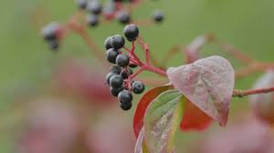 Attēlu rezultāti vaicājumam “Cornus sanguinea fruit”