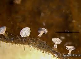 Attēlu rezultāti vaicājumam “Diderma chondrioderma macro”