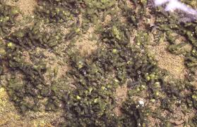 Attēlu rezultāti vaicājumam “Collema”