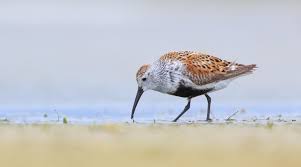 Attēlu rezultāti vaicājumam “Calidris alpina adult”