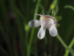 Attēlu rezultāti vaicājumam “Microrrhinum minus leaf”