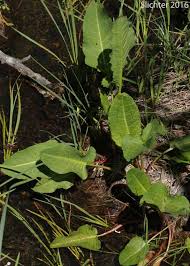Attēlu rezultāti vaicājumam “Rumex aquaticus leaf”