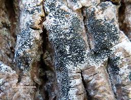 Attēlu rezultāti vaicājumam “Opegrapha atra”