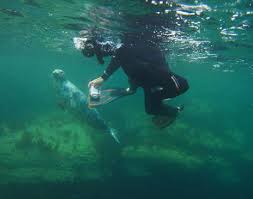 Image result for Darwen Snorkelling Club