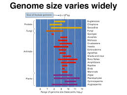 Image result for genome sizes