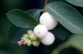 Attēlu rezultāti vaicājumam “Symphoricarpos albus fruit”